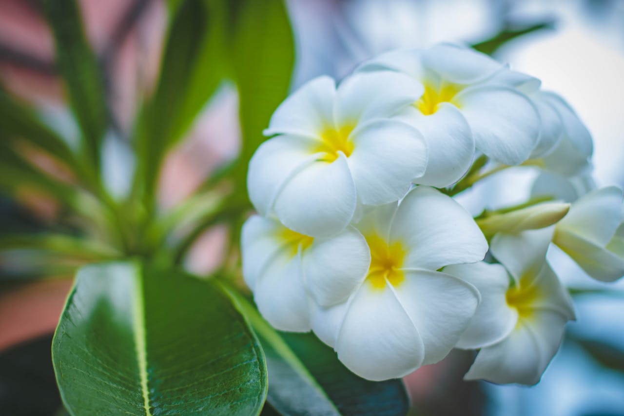 Serene close-up of white Plumeria flowers with lush green leaves, symbolizing tropical beauty.